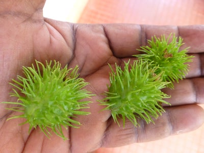how to make castor oil at home