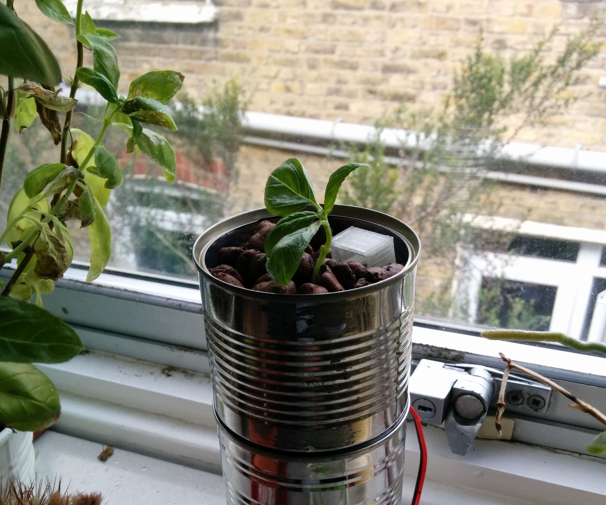 Mini Hydroponic Basil Farm