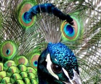Peacock Crest