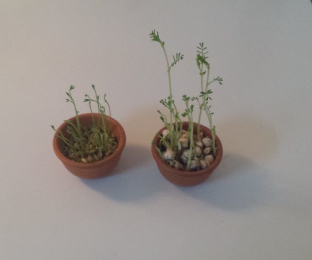 Lentil and Chickpea Nativity Plants