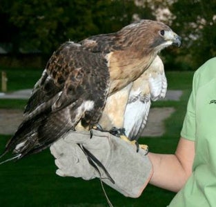 Wild Raptors - Bird Handling