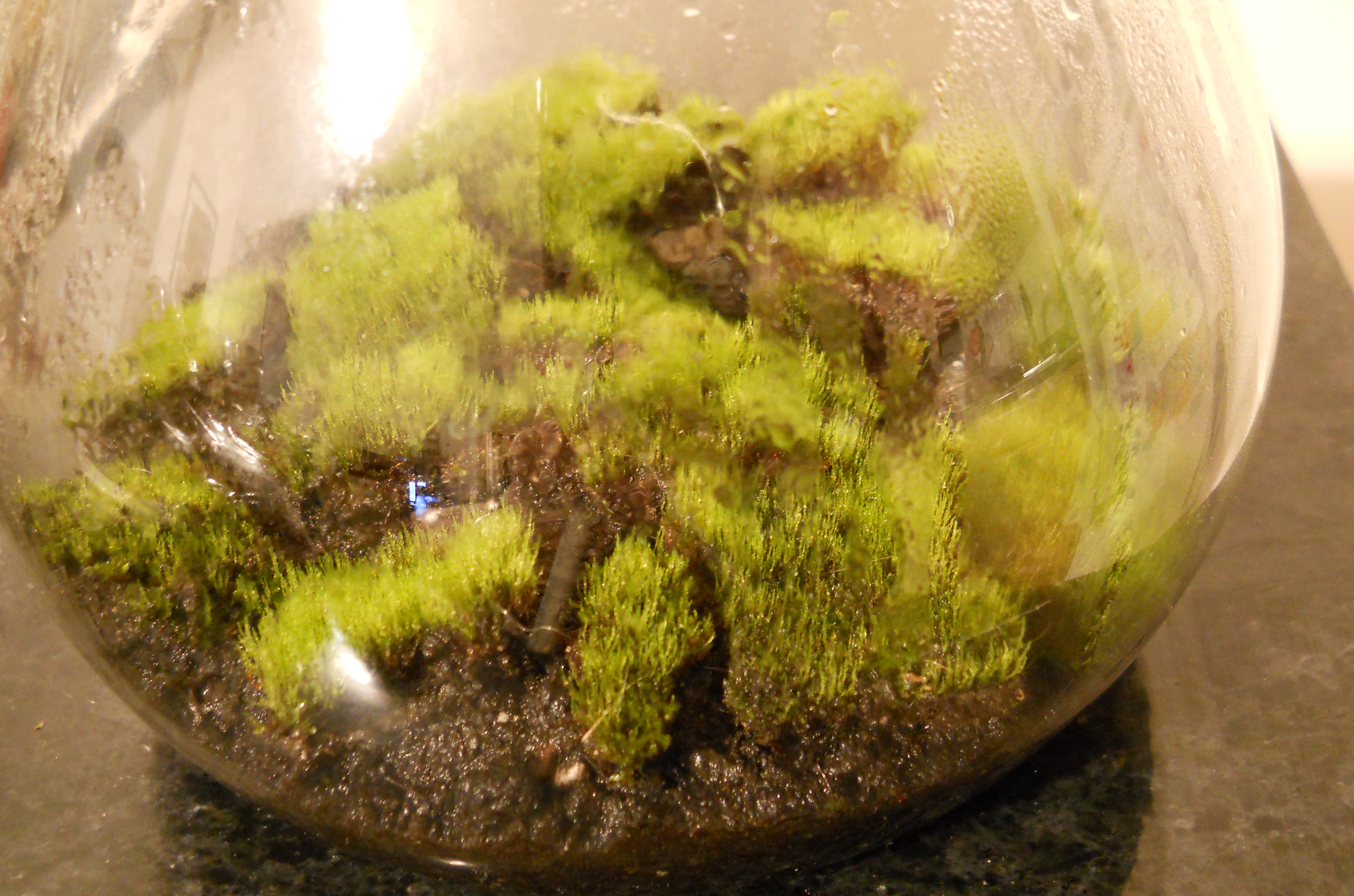 Moss Terrarium (with Pictures) Instructables