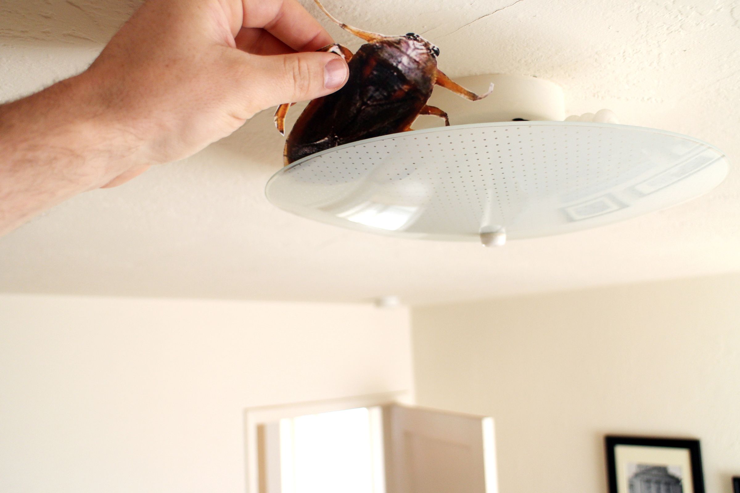 Bug Prank 4 Steps (with Pictures) Instructables