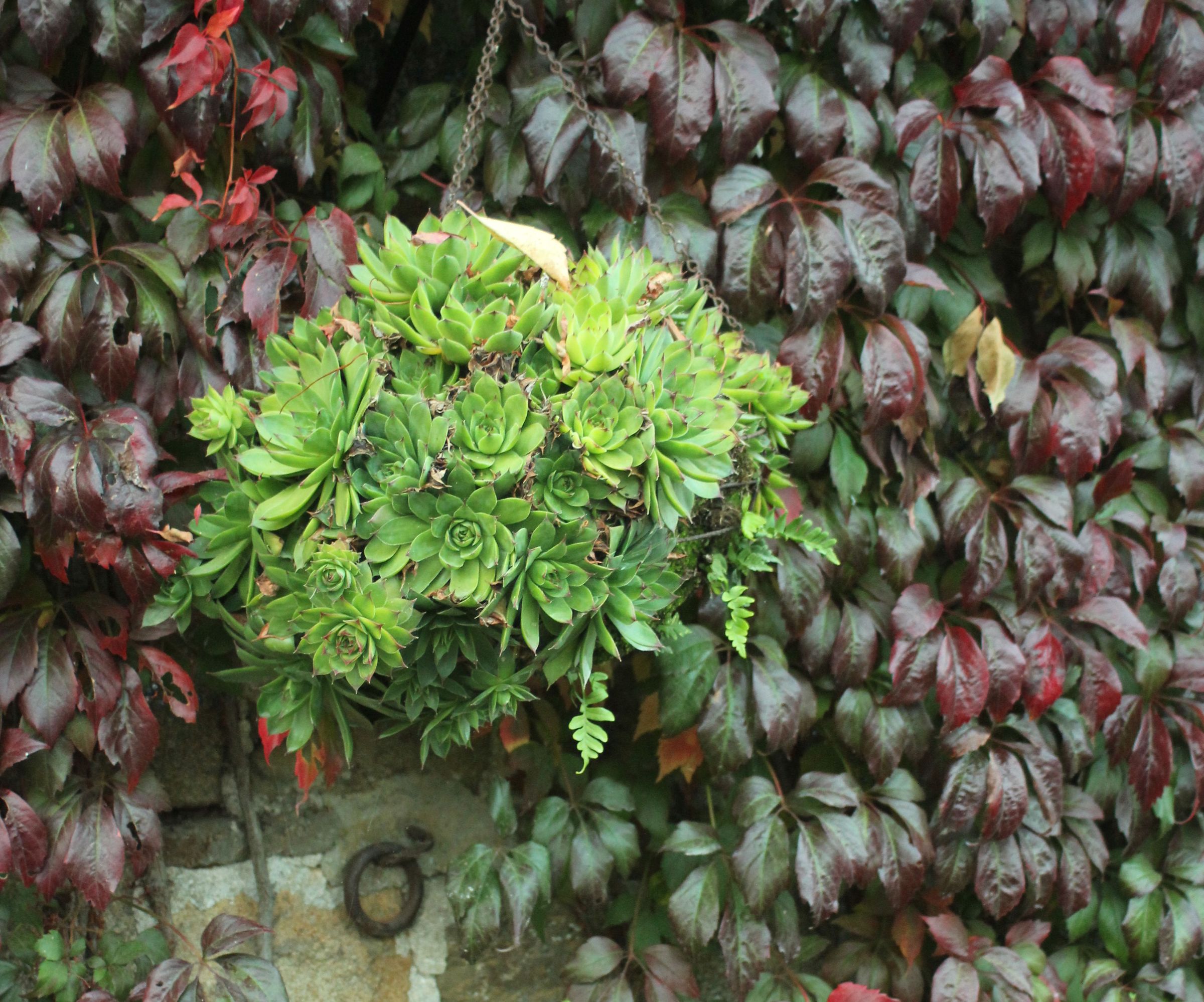 Make Hanging Basket Liners for Succulents From Jeans-to-Shorts Remnants.
