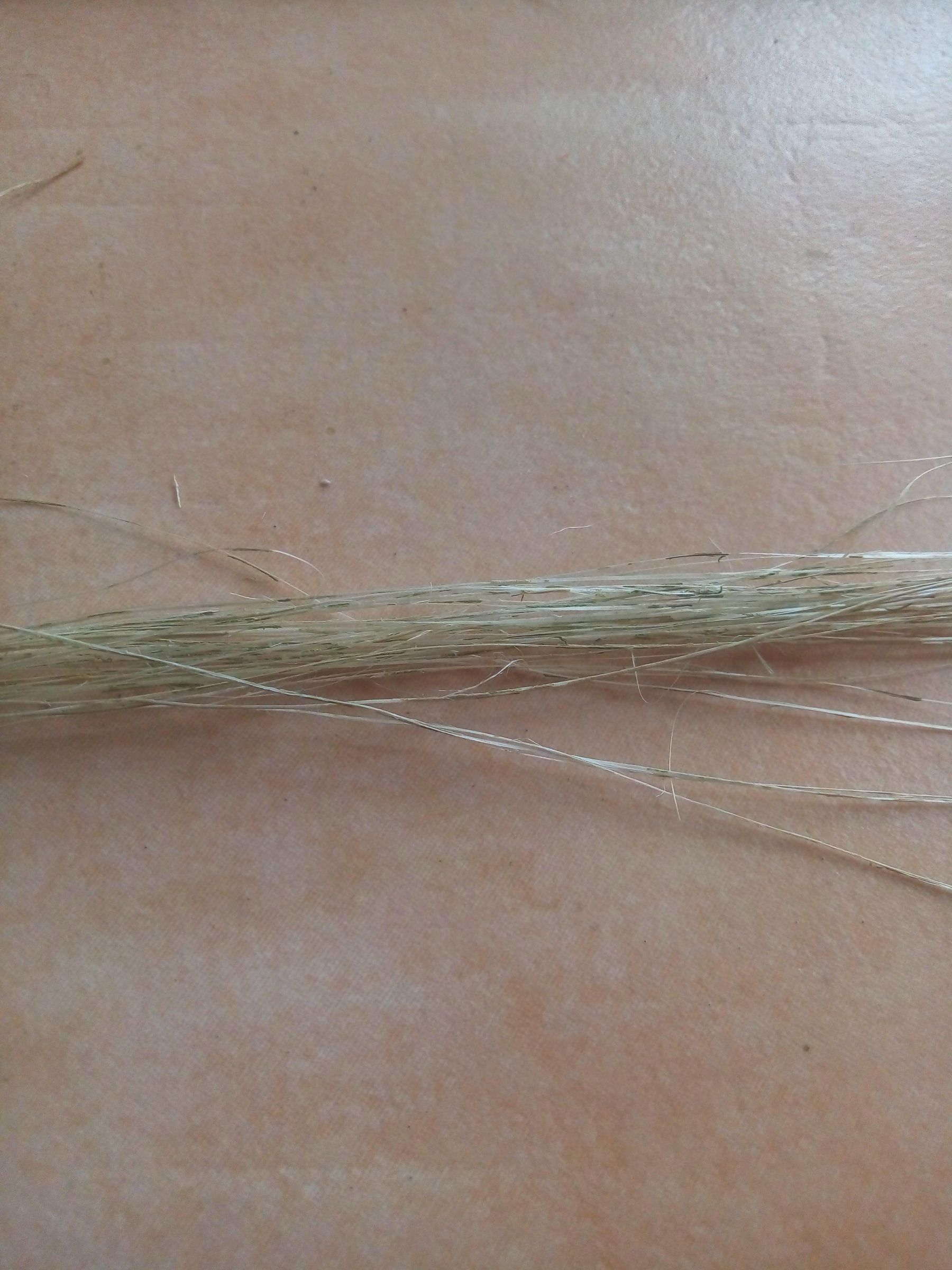 How to Make Rope / String With Natural Plant Fibers : 6 Steps (with ...