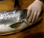 How to Fillet a Whole Salmon
