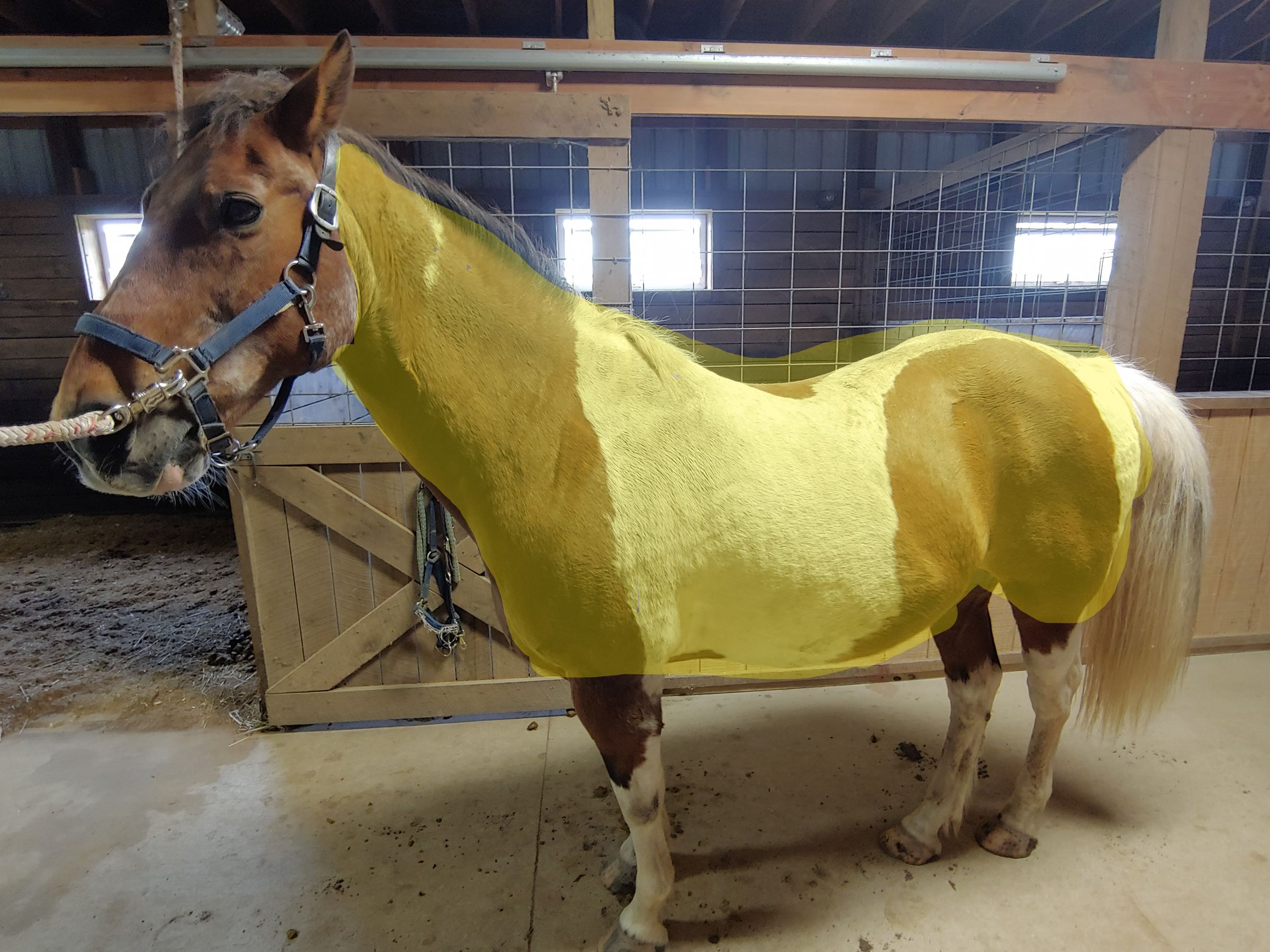 How to Groom a Horse Before Riding 5 Steps (with Pictures) Instructables