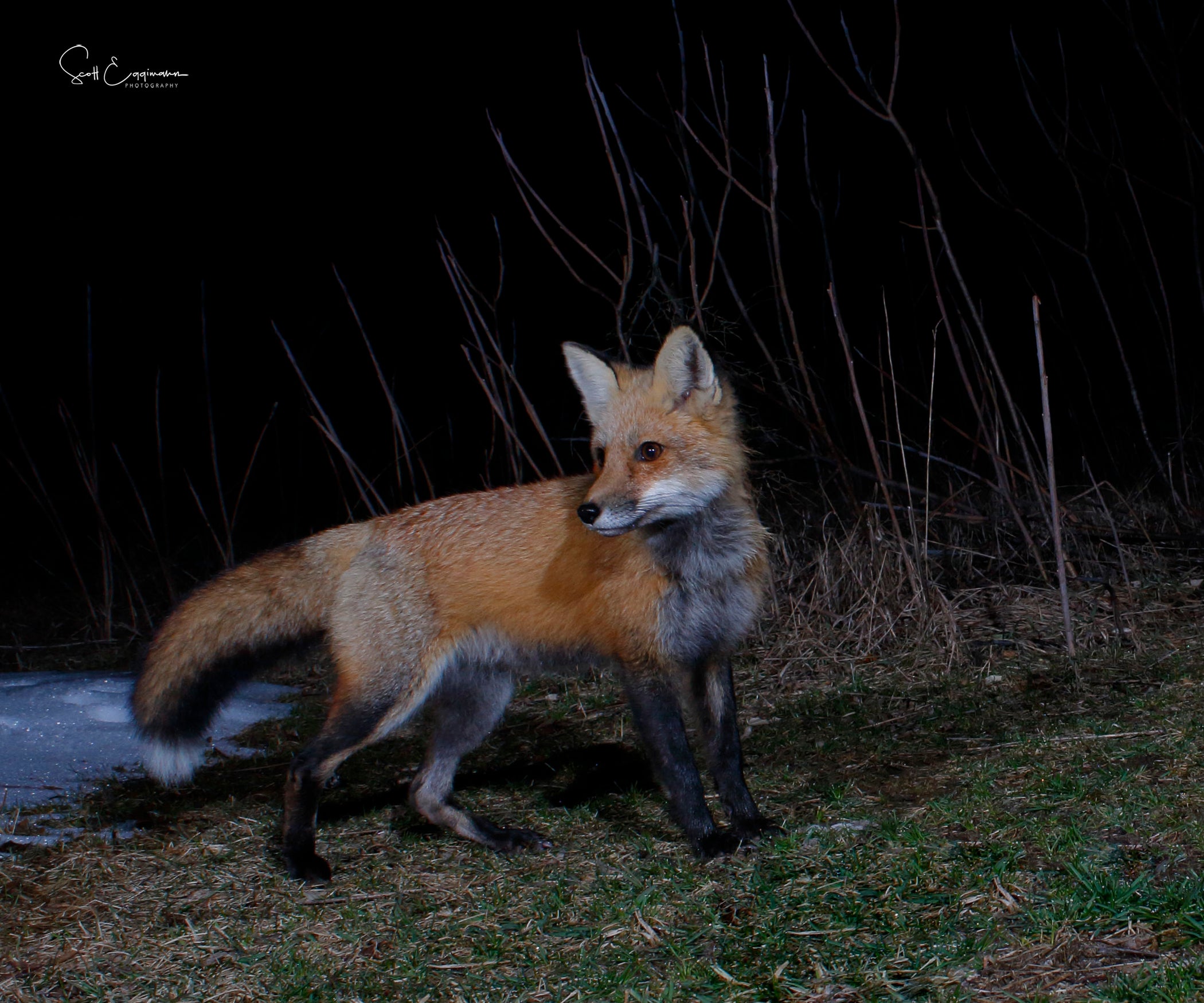 Building an Active Infrared DSLR Camera Trap for Wildlife Photography