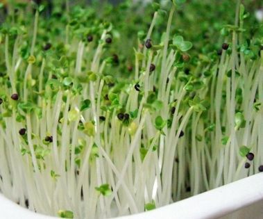 Home-Grown Sprouts- So Fresh - So Good - So Easy!