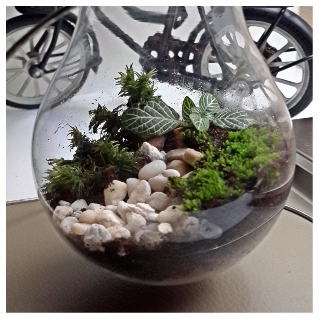 A Terrarium in a Light Bulb 4 Steps Instructables