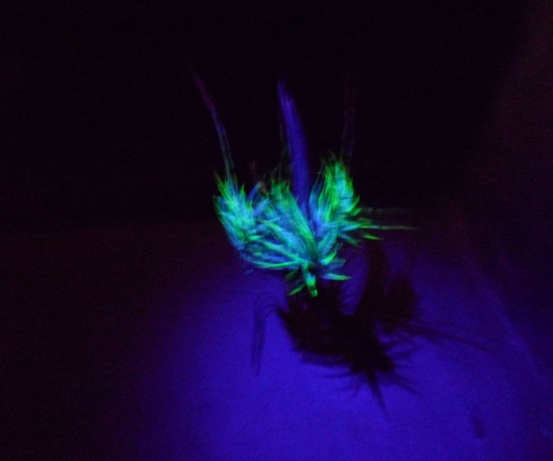 Create your own fluorescent plant