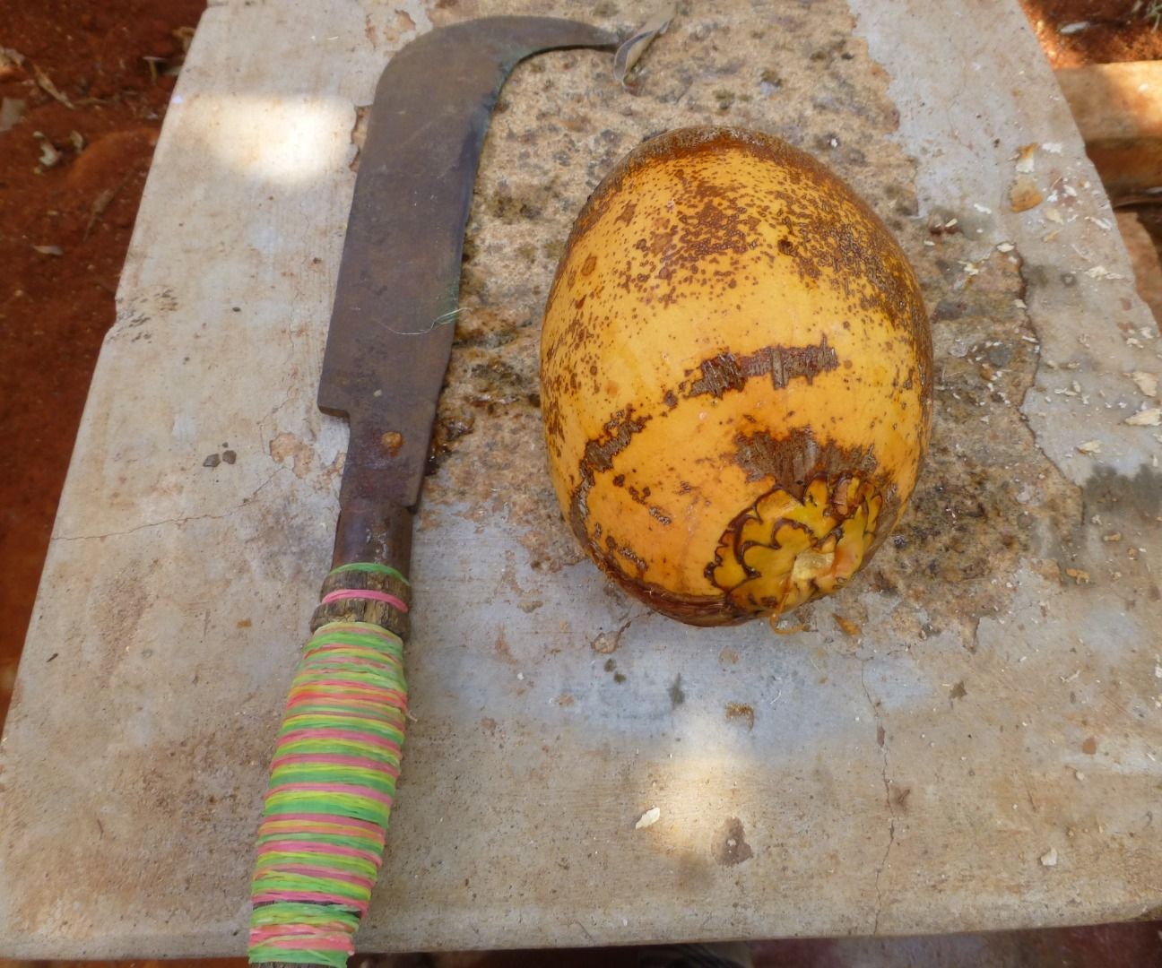 How to Husk Coconut Using a Billhook Machete