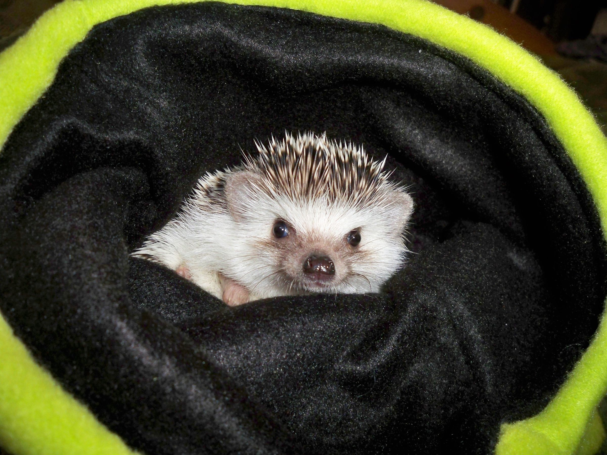 Reversable Hedgehog Snuggle Bag 5 Steps (with Pictures) Instructables