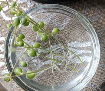 Root Growth