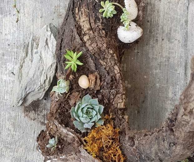 Tree Trunk &suculents