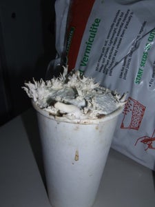 Fruiting Your Cups