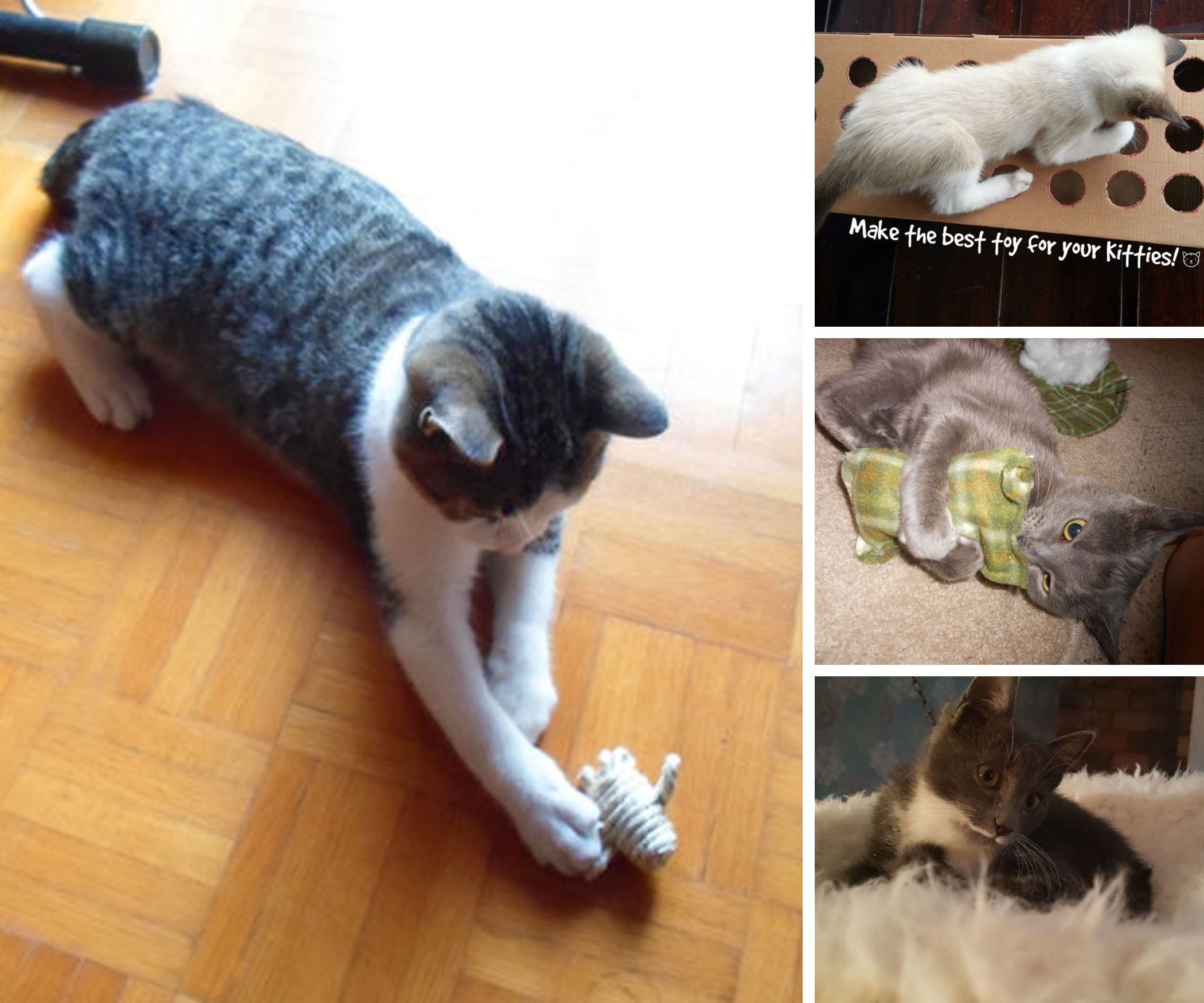 Cats