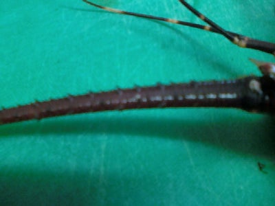 Rock Lobster Pondo-Style