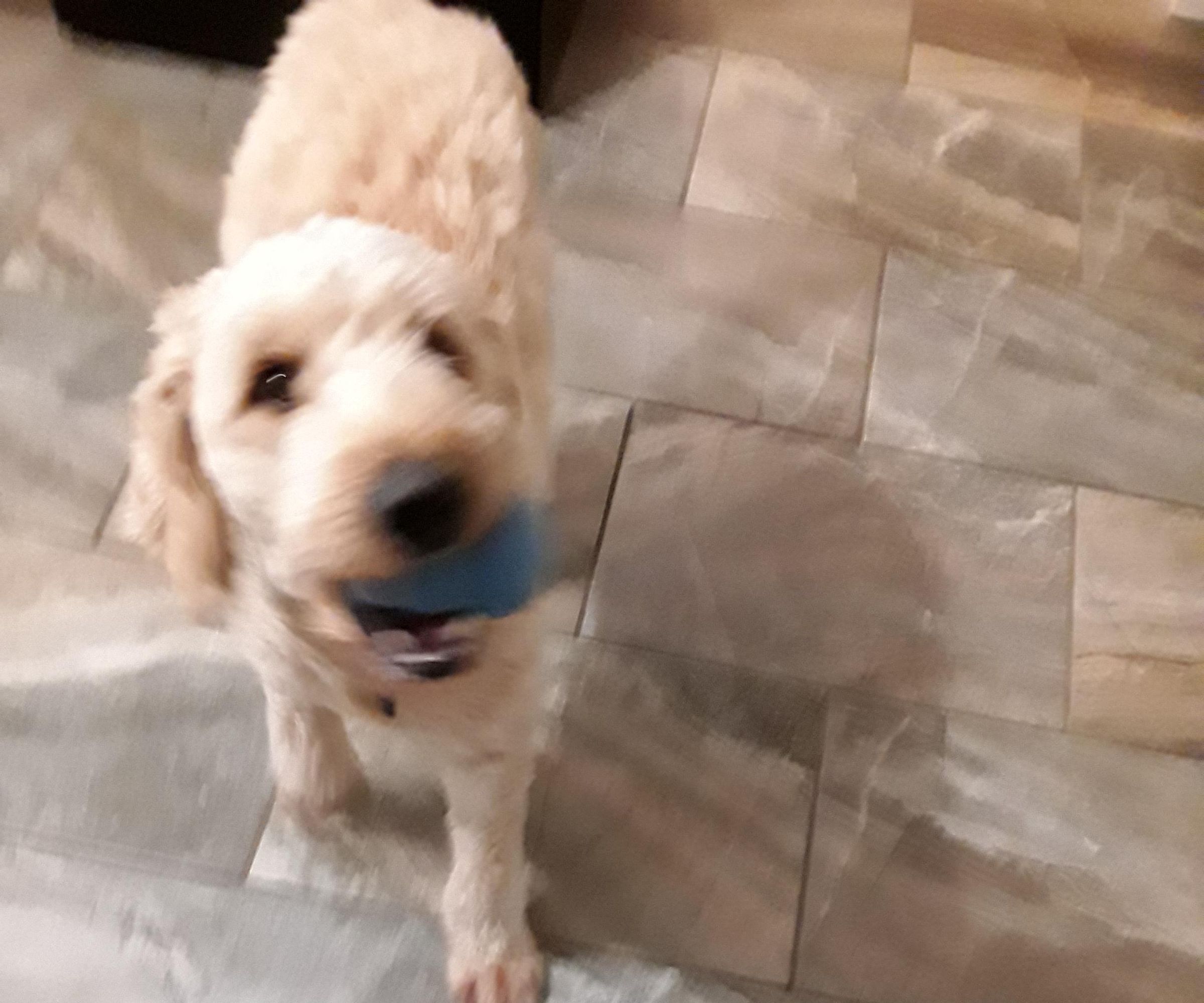 Frozen Peanut Butter Dog Treats!