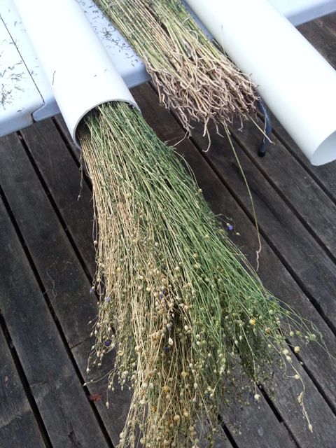 pvc pipes for retting flax plants