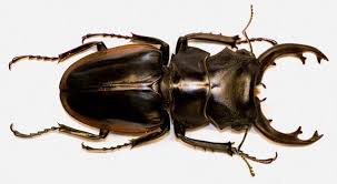 Deciding on Your Beetle