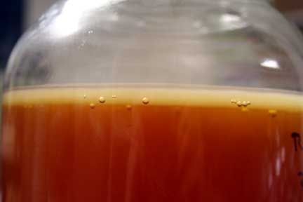 Kombucha Brewing Instructions