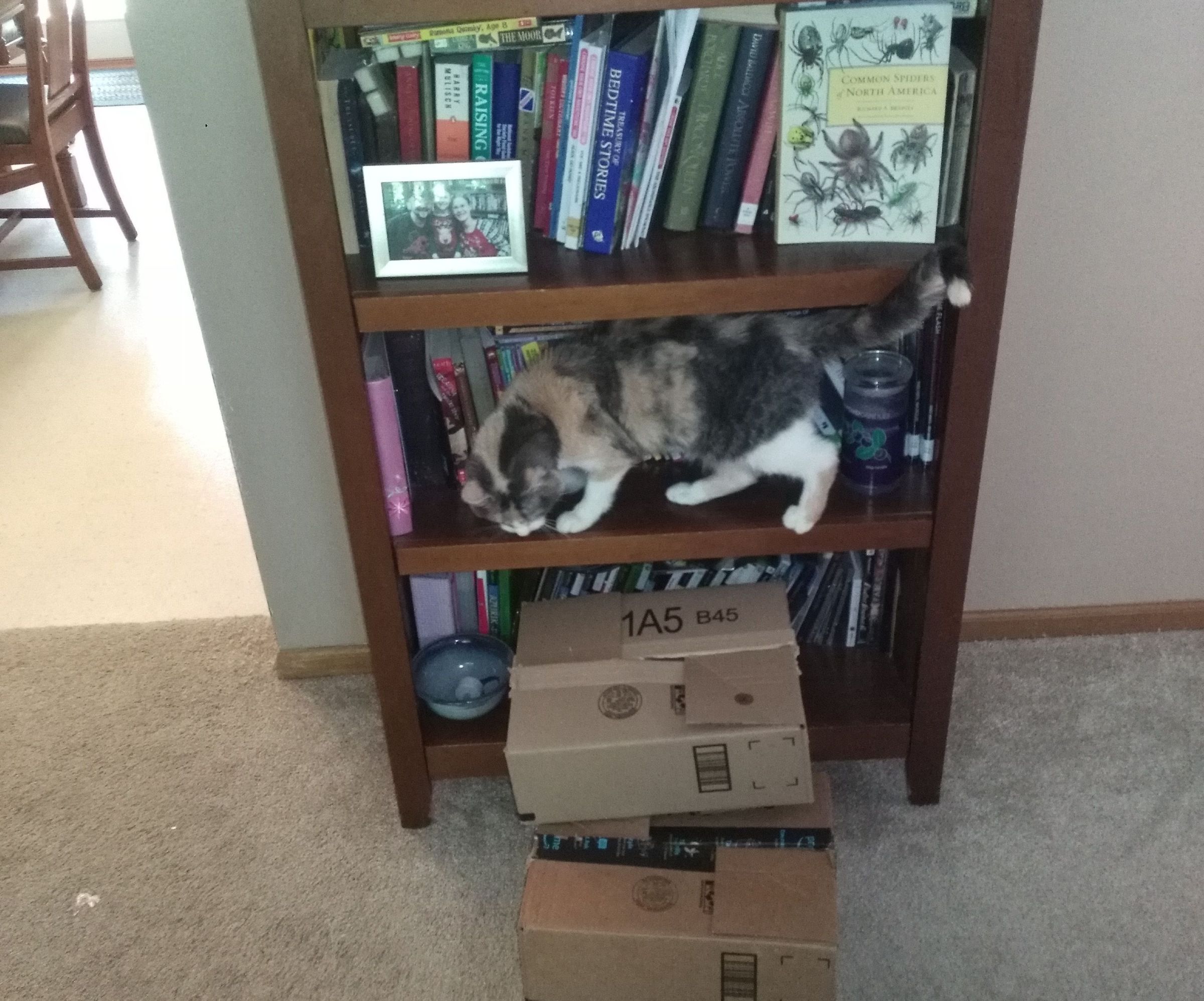 Cat Stairs