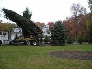 How to Move a Tree, Vehicle and A-frame Method : 17 Steps (with ...