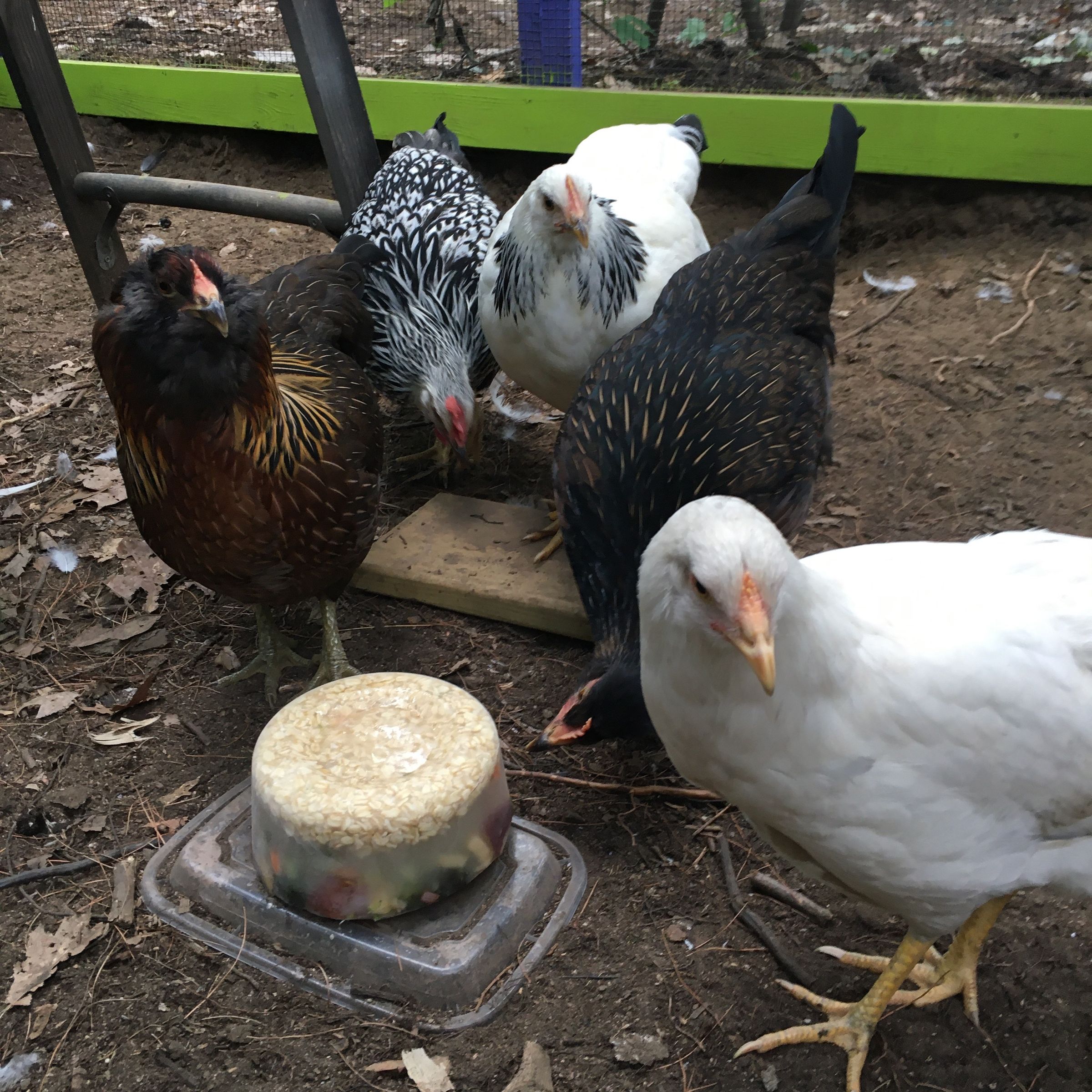 A closer look at Frozen-Thawed Chick Care And Nutrition For Small And Backyard Flocks