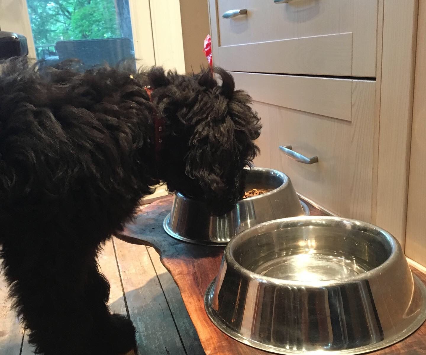 Elevated Dog Feeder-Black Walnut 