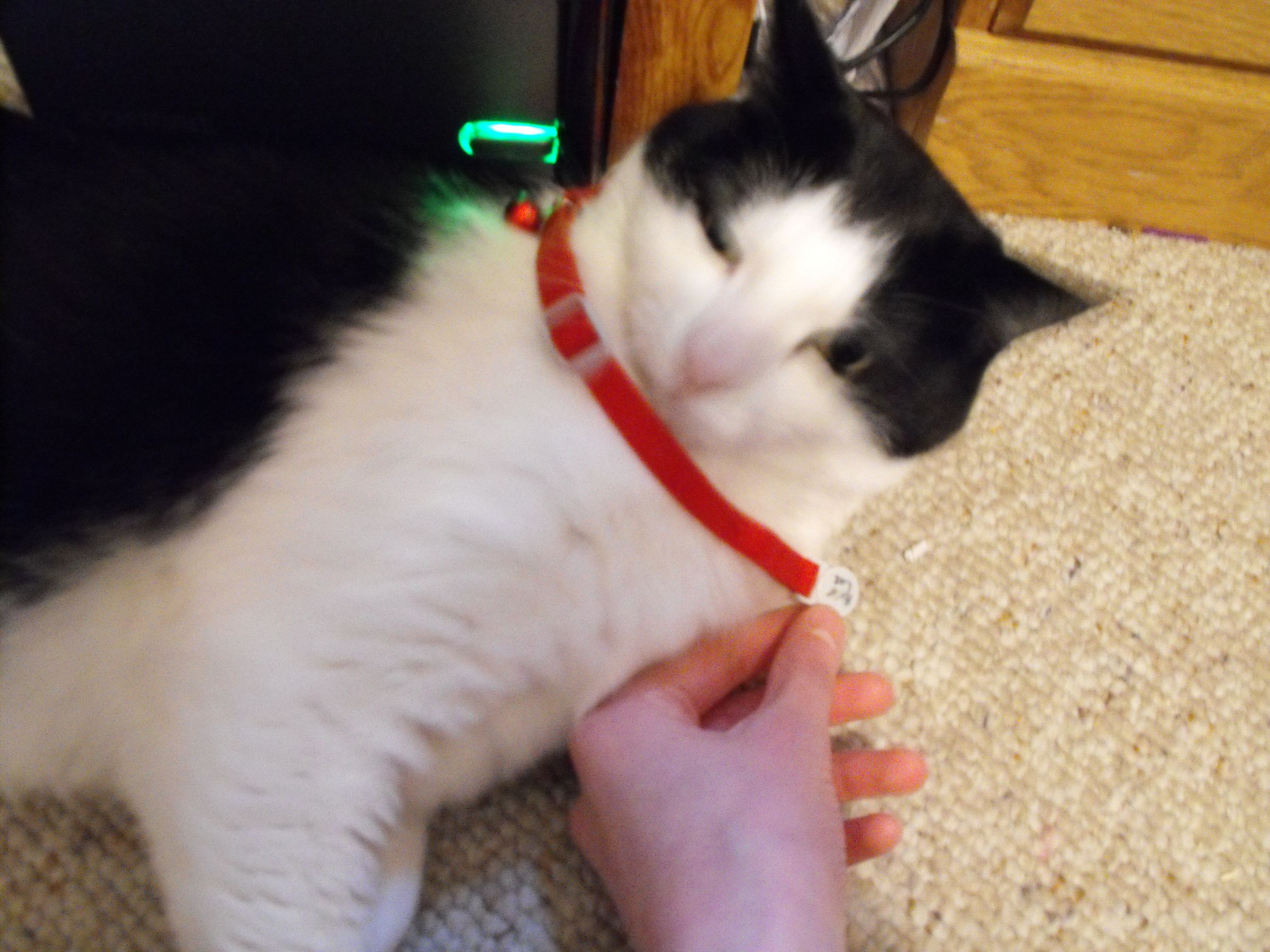 How to Put a Bell on Your Cat. 4 Steps Instructables