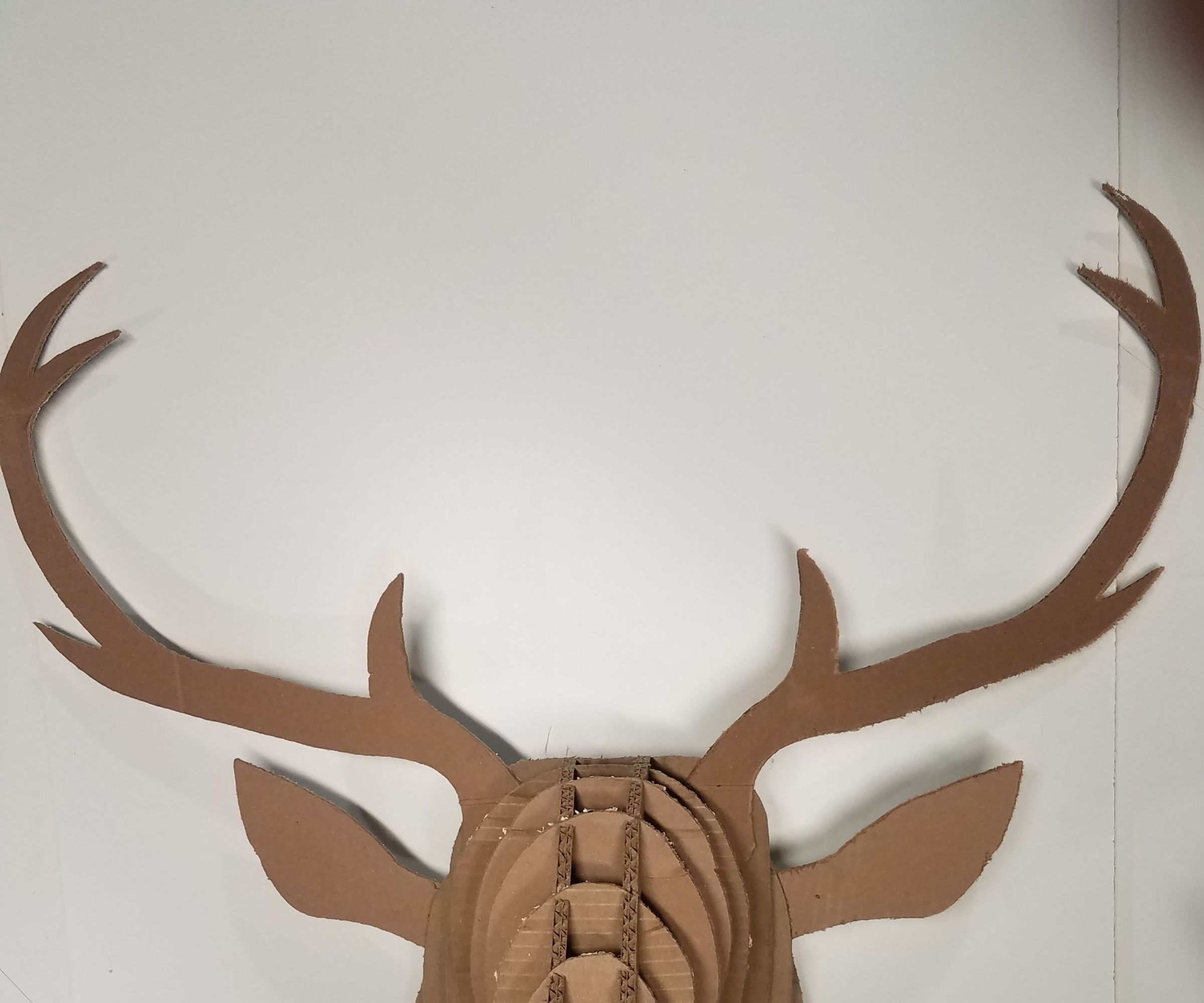 Cardboard Mounted Buck
