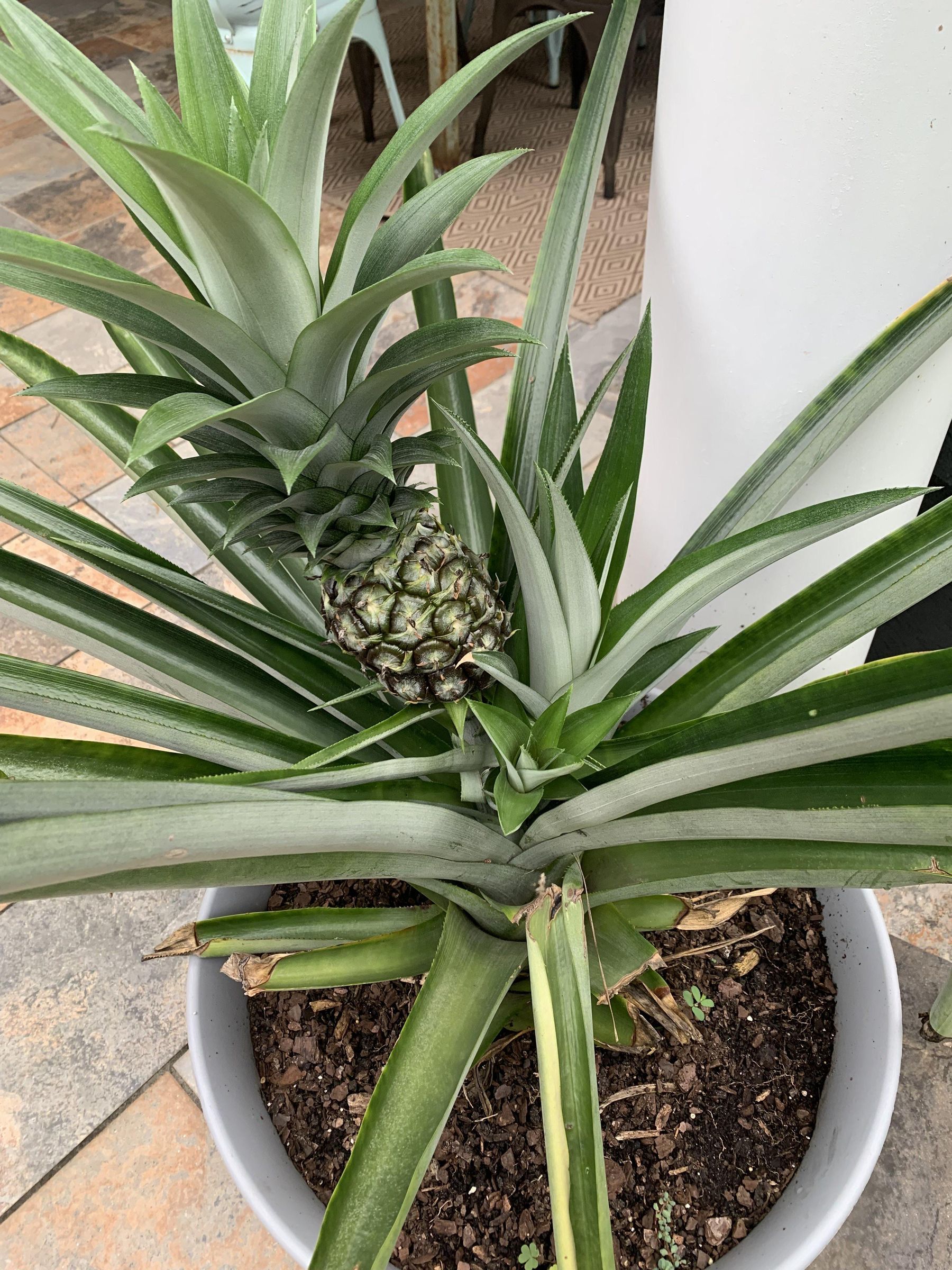 tillandsia air plant pups Tillandsia Pruinosa - Air Plants Online main image 1