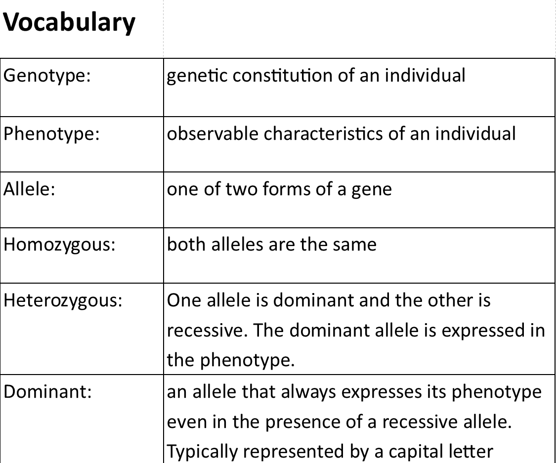 How to Use Punnett Squares to Determine Probabilities of Offspring Phenotypes