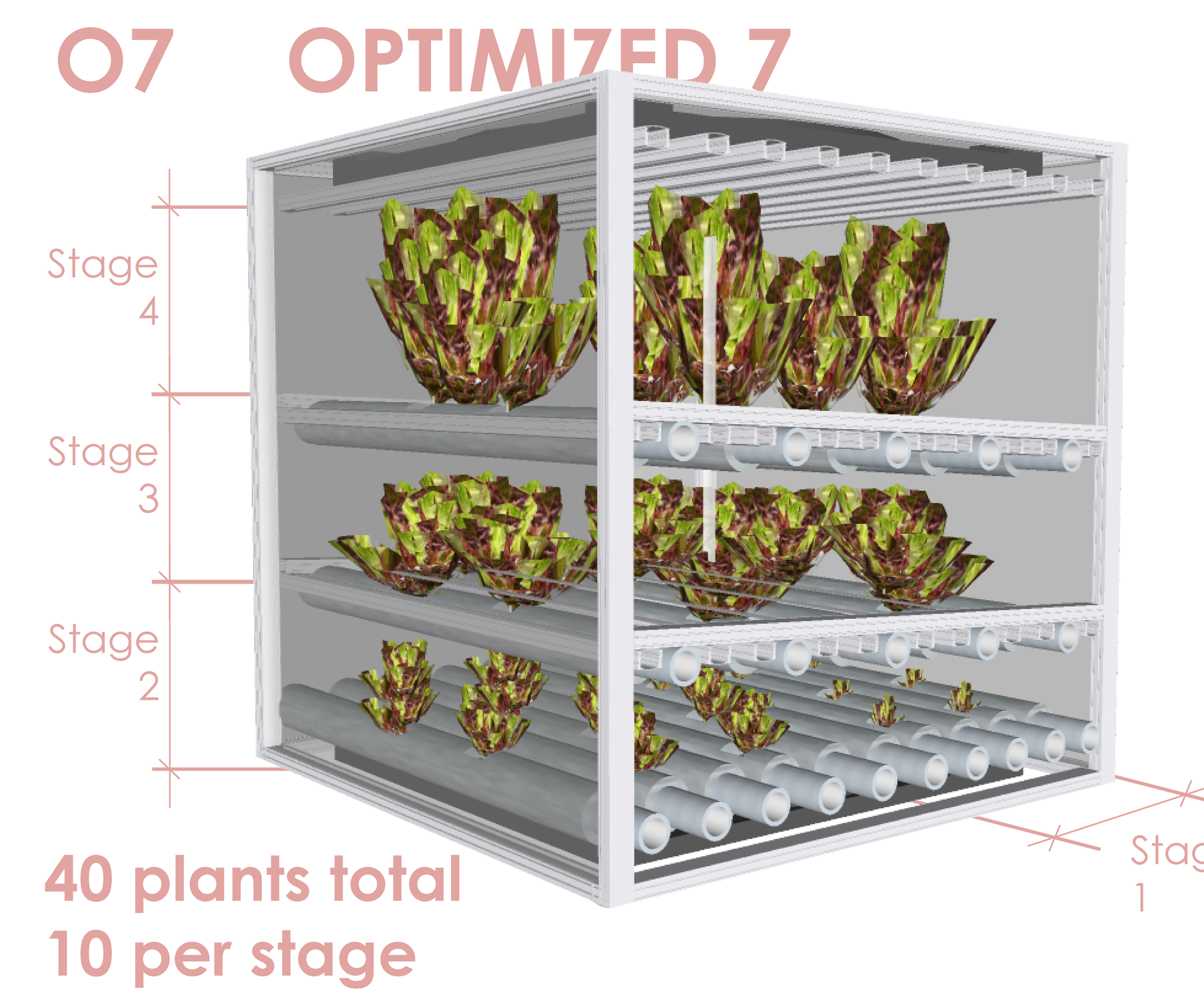 O7 - Optimized 7 Day Lettuce Supply Cycle