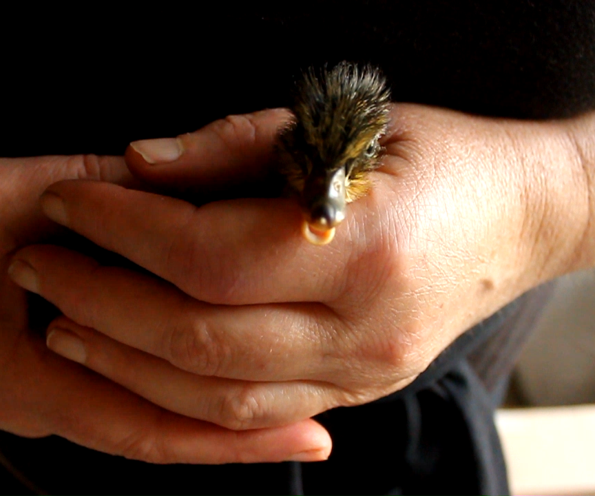 Duckling Disaster - What to Do When a Duck Deserts a Nest at Point of Hatch