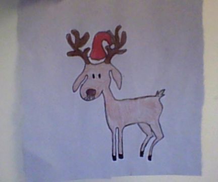Reindeer