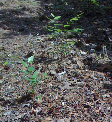 Reforest Your Yard for Free