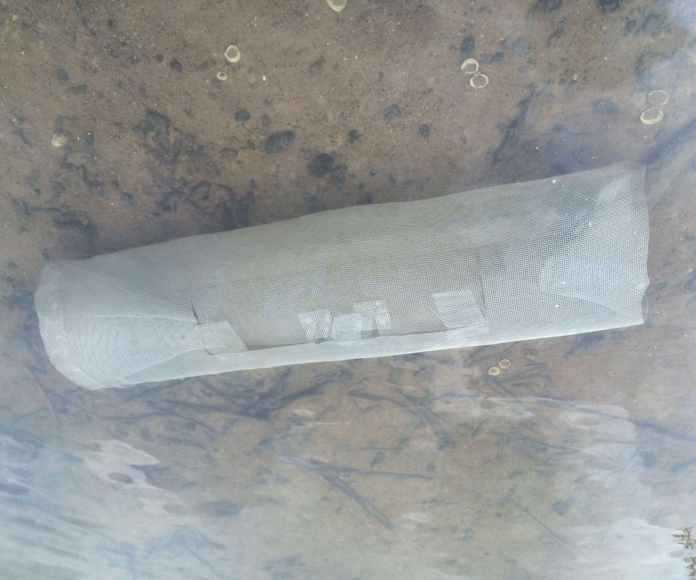 Cheap Simple Fish Trap