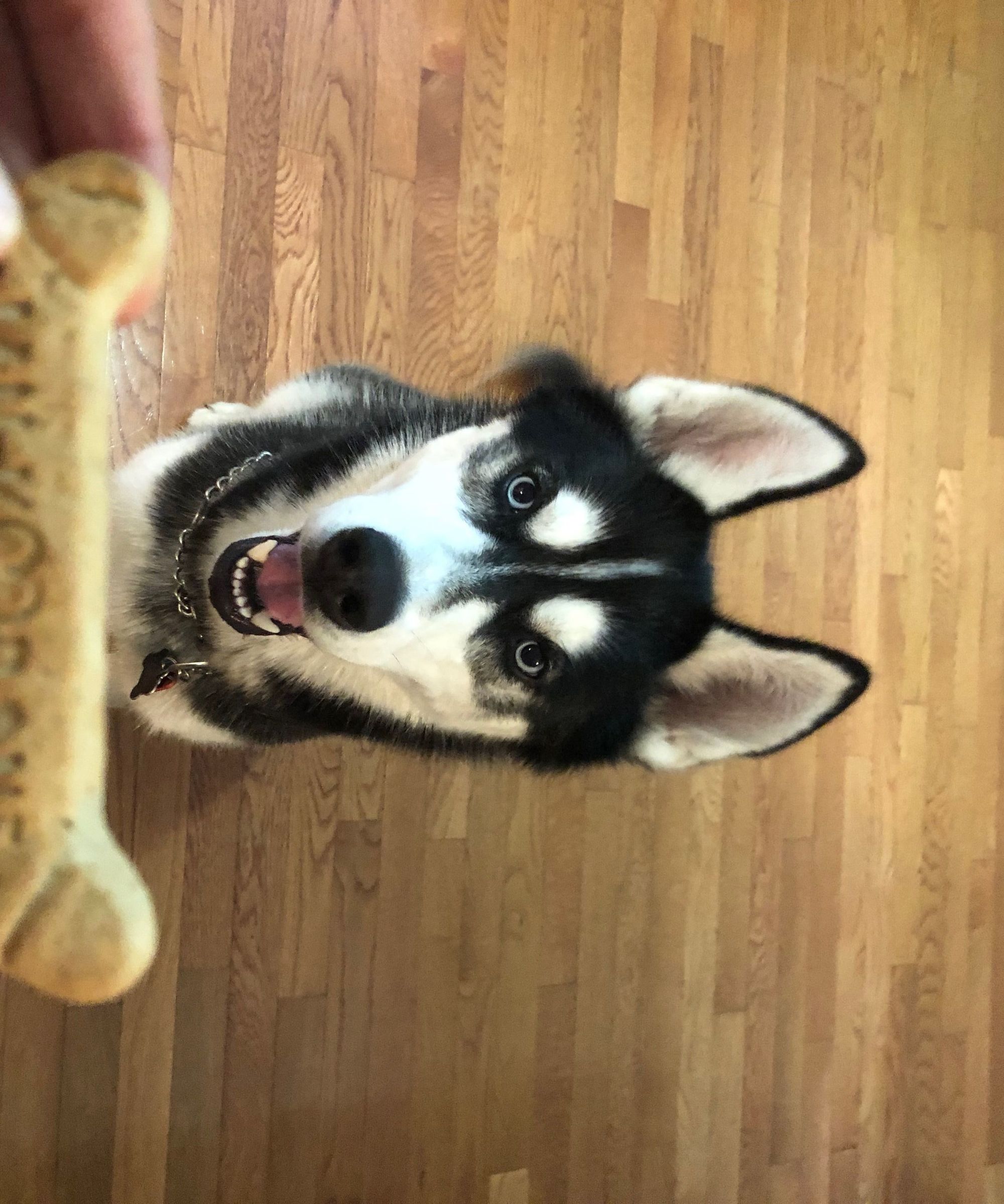 Teach Your Dog to Lay Down Like a Champ!