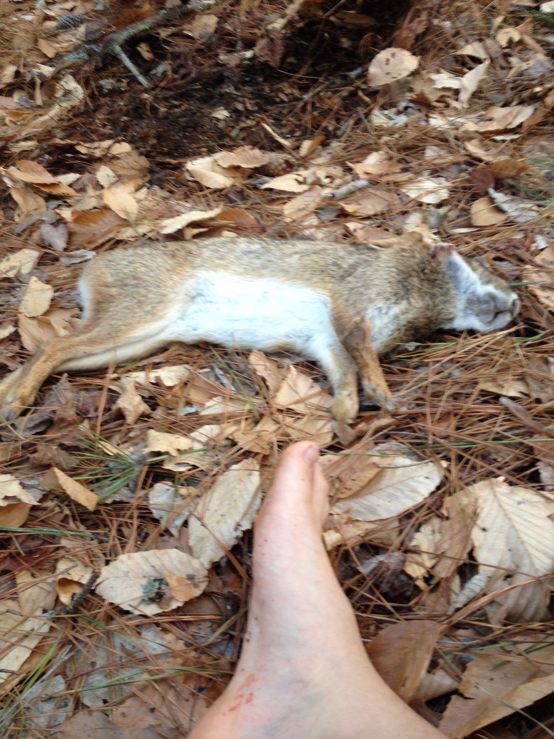 How to Cook a Rabbit in the Woods