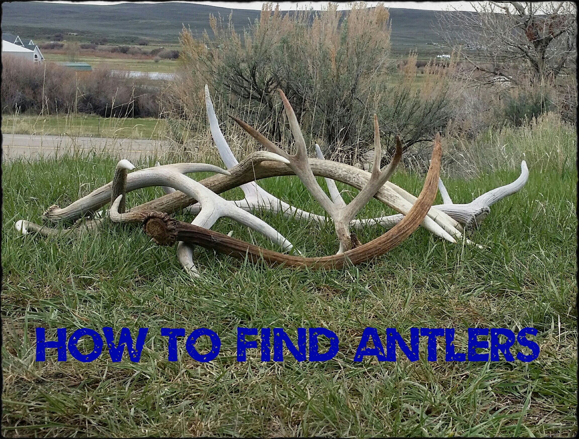Shed Hunting