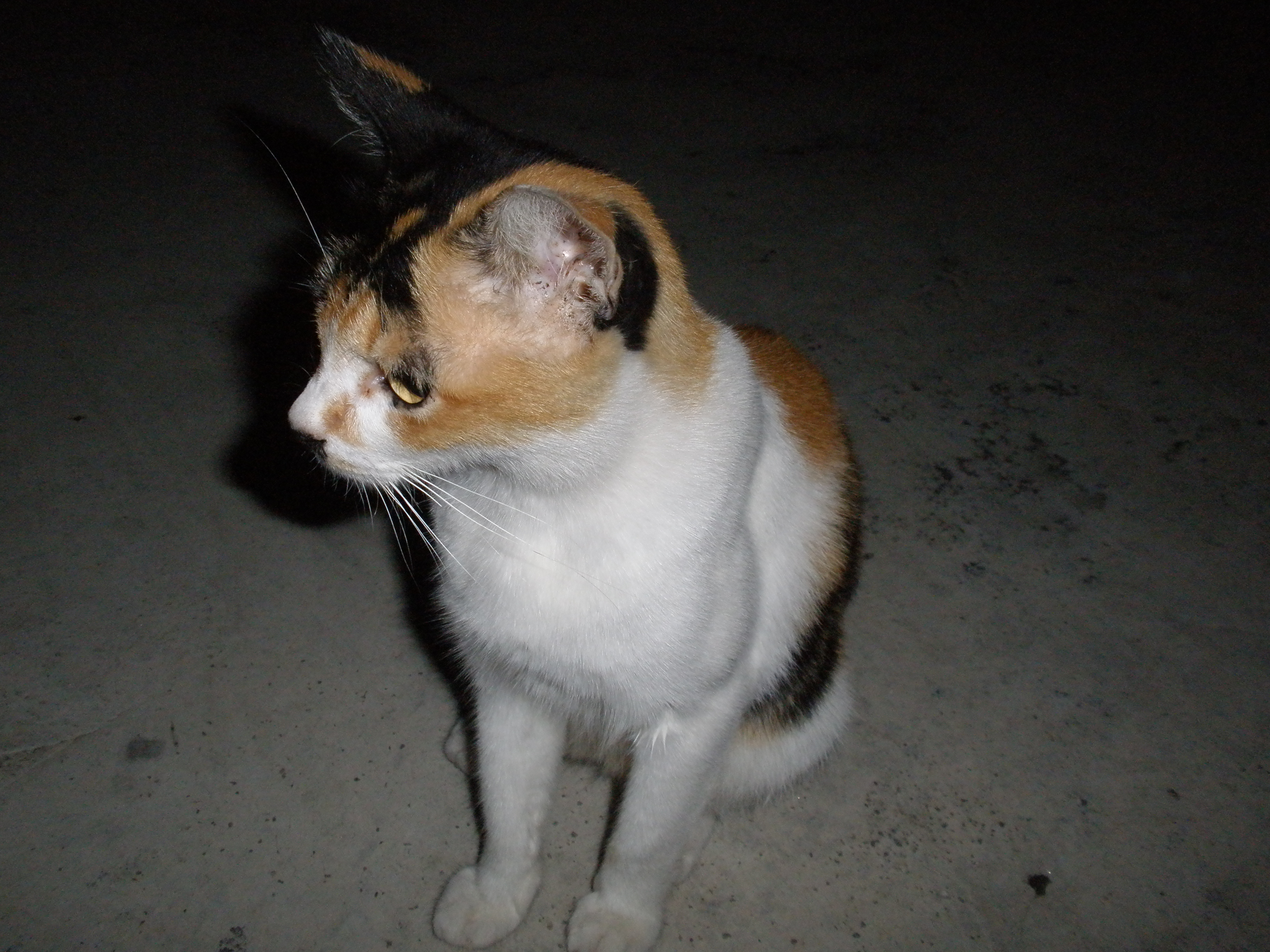 Stray Cat That I Has Adopted