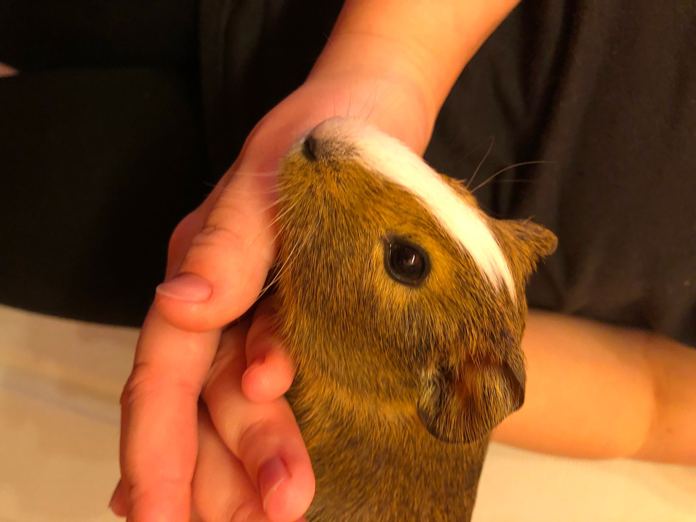 How to Bathe a Guinea Pig 4 Steps Instructables
