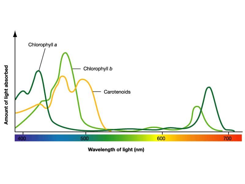 Student Spectrophotometer : 7 Steps - Instructables