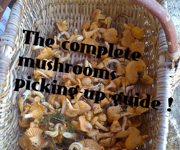 The Complete Mushrooms Picking-up Guide