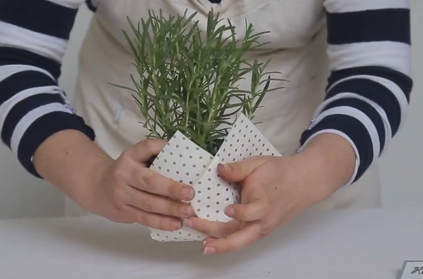 Discover 149+ plants to gift on birthday best kenmei.edu.vn