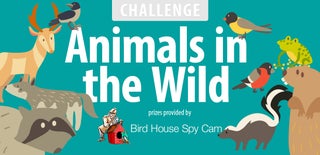 Animals in the Wild Challenge