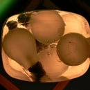 Bulb Lamp