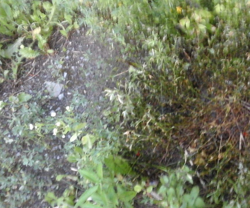 Using Friendly Mold As an Herbicide Part a and B and C.